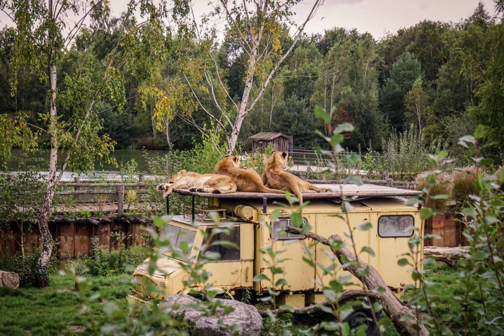 Safaripark Beekse Bergen Löwen auf Unimog