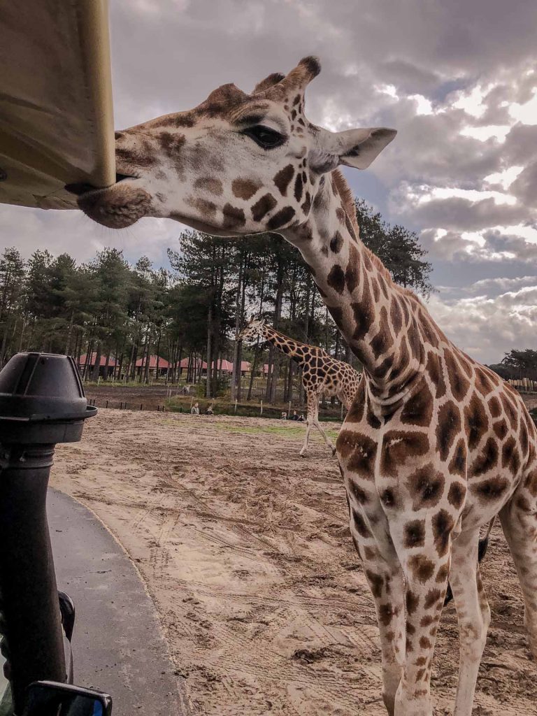 Safaripark Beekse Bergen Giraffe leckt an Auto