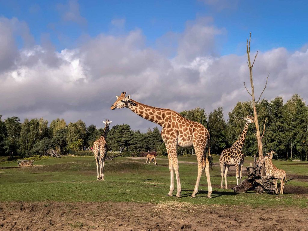 Safaripark Beekse Bergen Giraffen