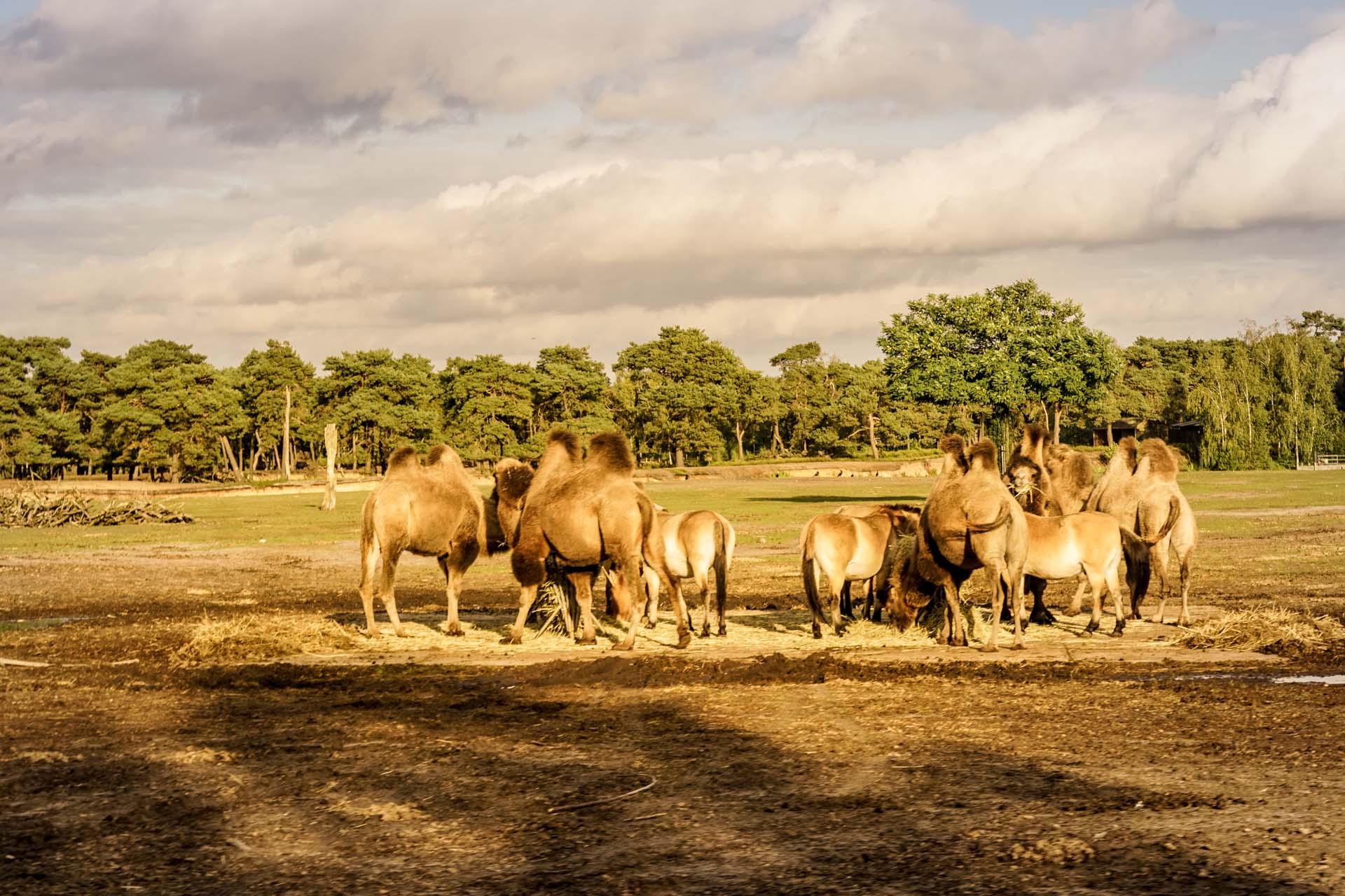 safari tierpark niederlande