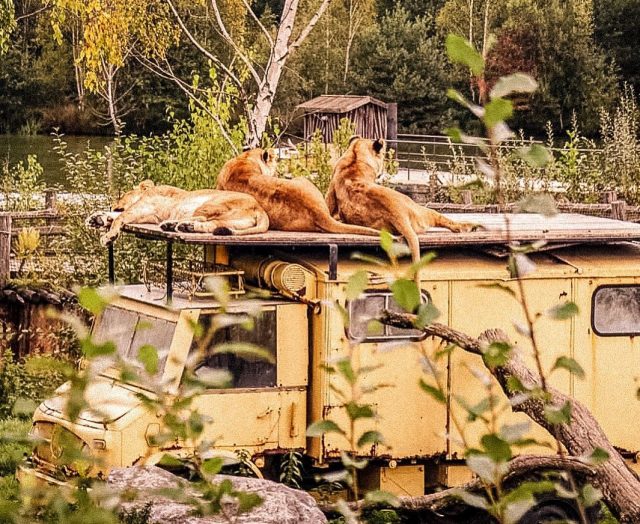 Even lions are fans of Mercedes Unimog. Poor Overlanders! They haven´t been seen since their amazing wildlife encounter.
Just joking. No need to travel far to encounter the “big five”. Safari Park Beekse Bergen in the Netherlands is the largest wildlife park in Europe. With lions, elephants, gorillas and many, many other species roaming around … This part of Brabant feels a little like Africa. @beeksebergen